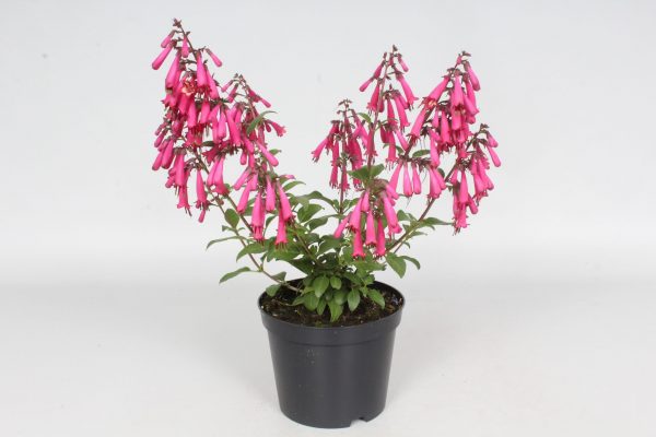 Phygelius capensis 'Candy Drops Deep Rose'