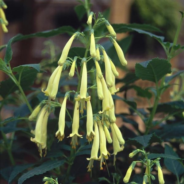 Phygelius x rectus 'Moonraker' Phygelius x rectus 'Moonraker'