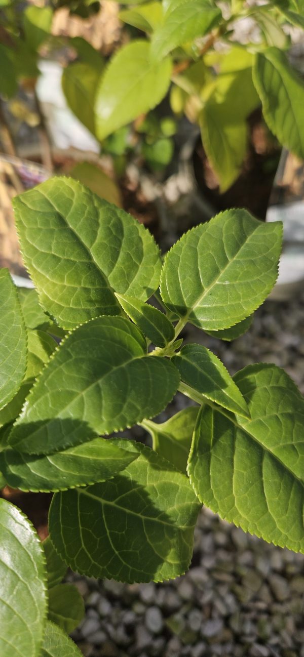 Phygelius x rectus 'Moonraker'2 Phygelius x rectus 'Moonraker'