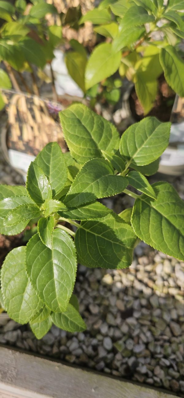 Phygelius x rectus 'Moonraker'3 Phygelius x rectus 'Moonraker'