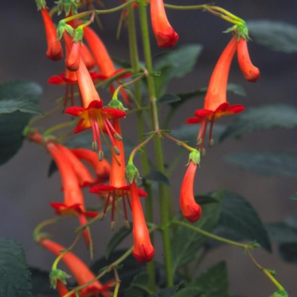 Phygelius x rectus 'Salmon Leap' Phygelius x rectus 'Salmon Leap'