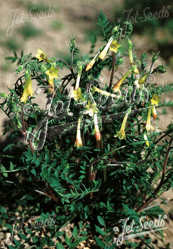 Polemonium pauciflorum Polemonium pauciflorum