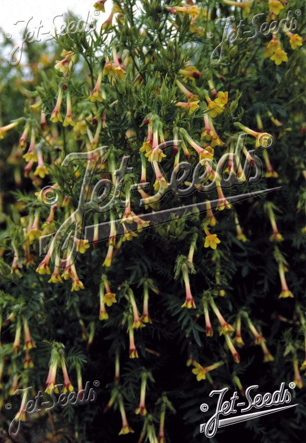 Polemonium pauciflorum2 Polemonium pauciflorum