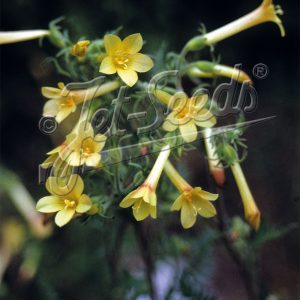 Polemonium pauciflorum