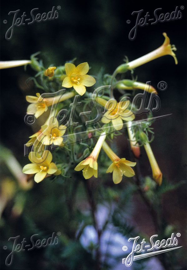 Polemonium pauciflorum3 Polemonium pauciflorum