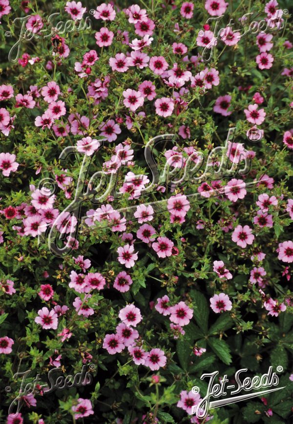 Potentilla nepalensis 'Helen Jane' Potentilla nepalensis 'Helen Jane'