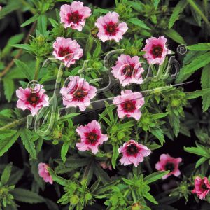 Potentilla nepalensis 'Helen Jane'