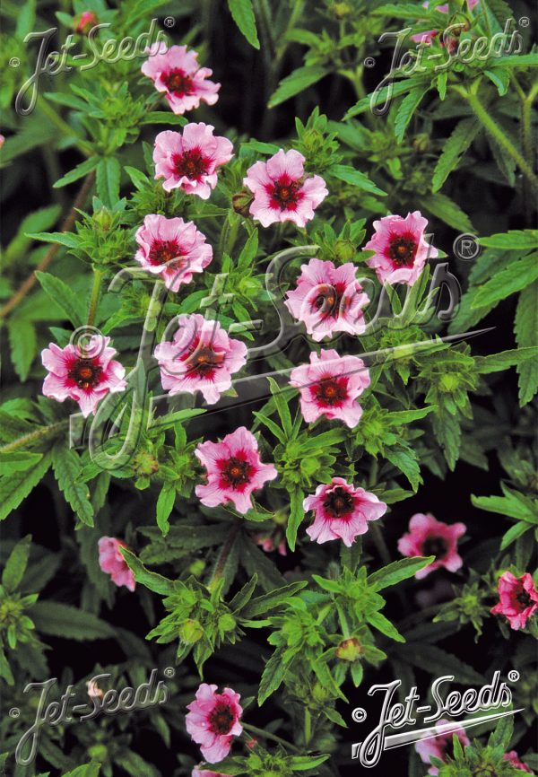 Potentilla nepalensis 'Helen Jane'2 Potentilla nepalensis 'Helen Jane'