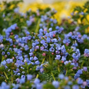 Pulmonaria 'Twinkle Toes'