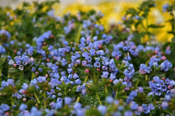 Pulmonaria 'Twinkle Toes'