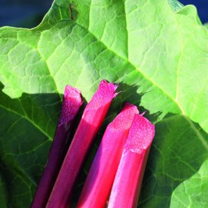 Rhubarb 'Sanvitos Summer'