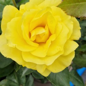 Rosa 'Korresia'