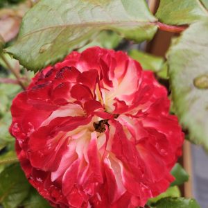 Rosa 'Meteor'