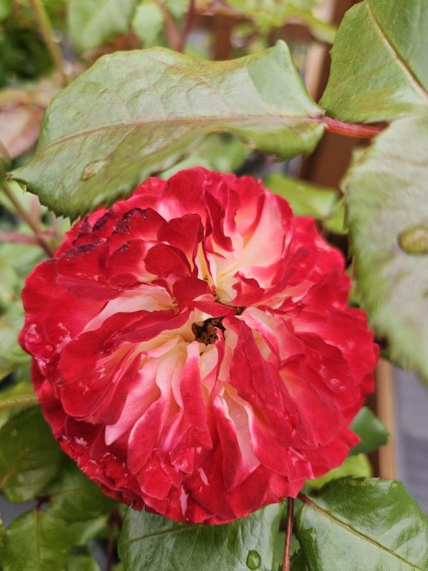 Rosa 'Meteor' Rosa 'Meteor'