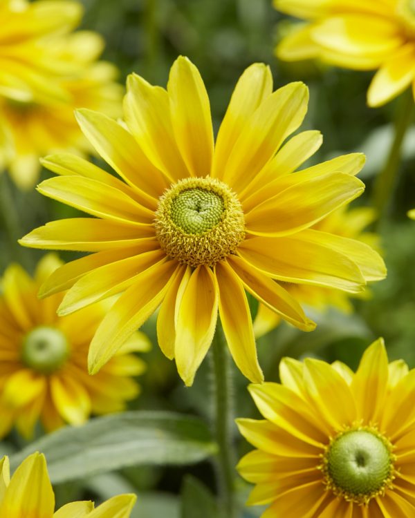 Rudbeckia Lemon SmileyZ Rudbeckia 'Lemon Smiley Z'