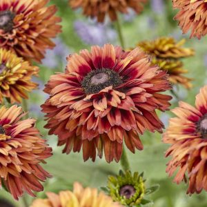 Rudbeckia hirta 'Enchanted Velvet Flame'