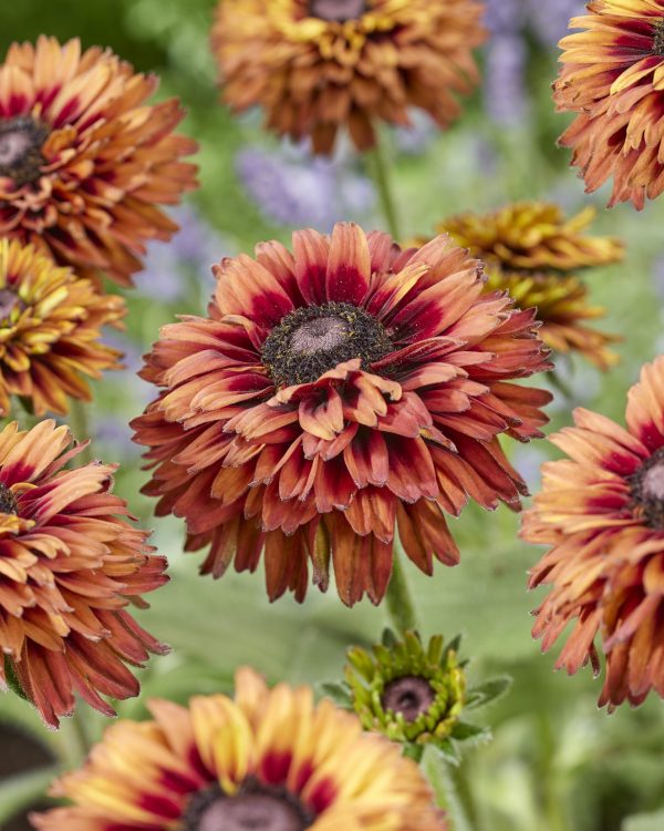 Rudbeckia Enchanted Velvet Flame Rudbeckia hirta 'Enchanted Velvet Flame'