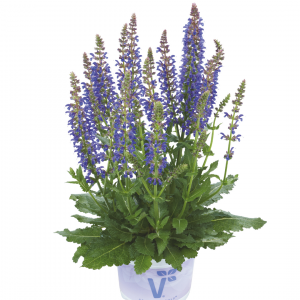 Salvia 'April Night'