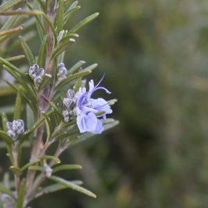 Salvia rosmarinus (Rosemary)