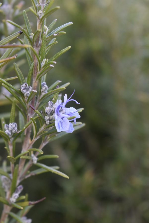 Salvia rosmarinus (Rosemary) 2 Salvia rosmarinus (Rosemary)