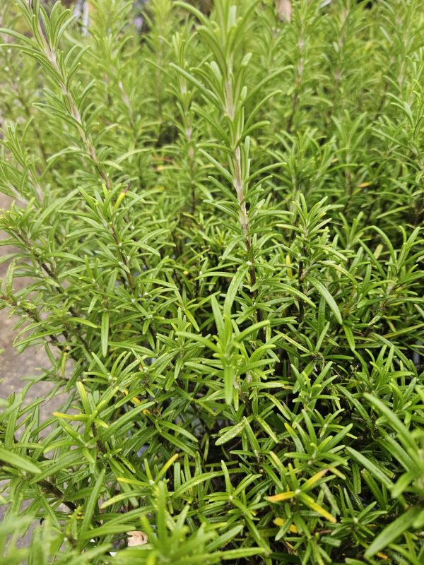 Salvia rosmarinus (Rosemary) 3 Salvia rosmarinus (Rosemary)