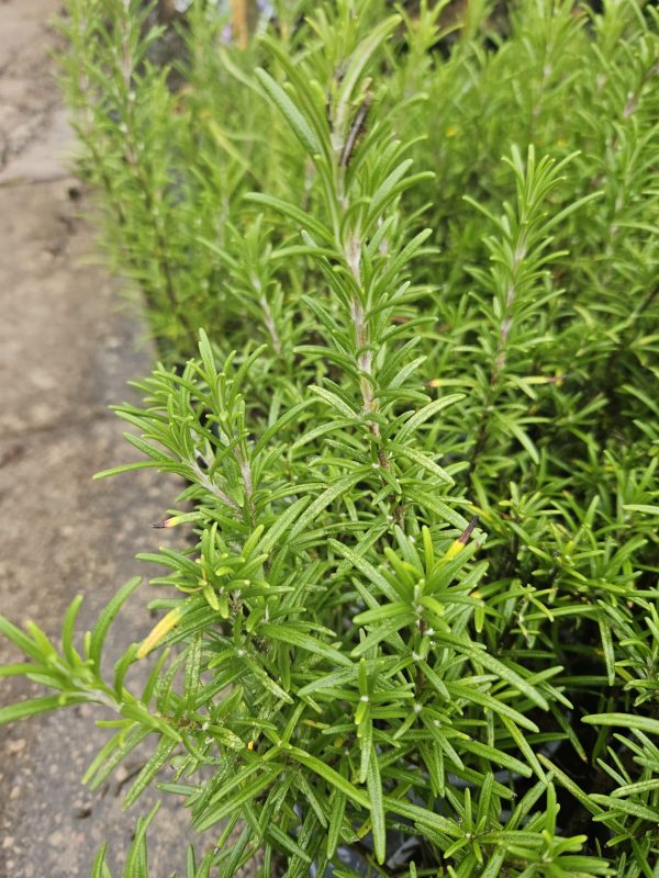 Salvia rosmarinus (Rosemary) 4 Salvia rosmarinus (Rosemary)