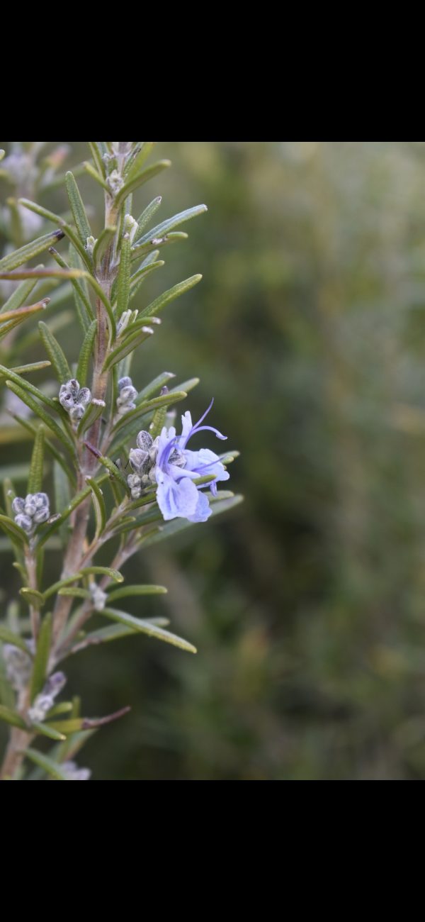 Salvia rosmarinus (Rosemary) Salvia rosmarinus (Rosemary)