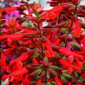 Salvia x hybrida 'Selma Salmon'