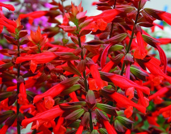 Salvia x hybrida 'Selma Salmon'