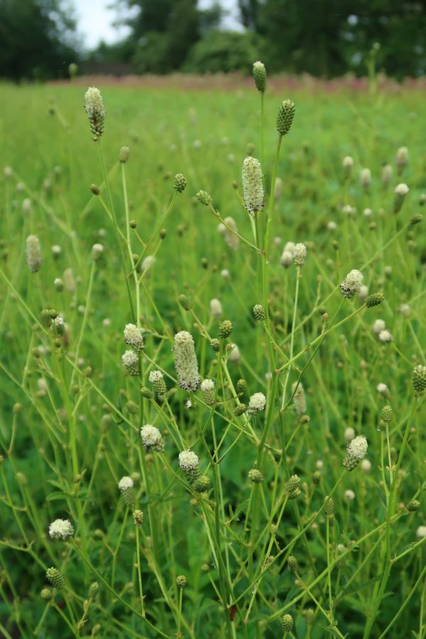 Sanguisorba officianalis 'Jam Session' Sanguisorba officianalis 'Jam Session'