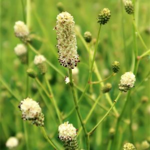 Sanguisorba officianalis 'Jam Session'