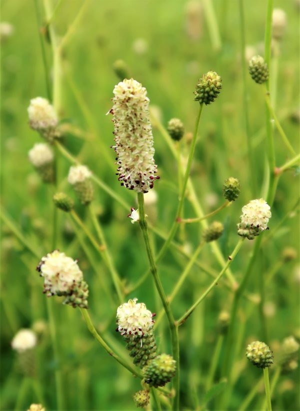 Sanguisorba officianalis 'Jam Session'2 Sanguisorba officianalis 'Jam Session'