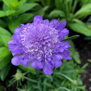 Scabiosa Kudo 'Blue'