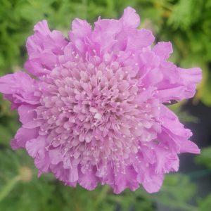 Scabiosa Kudo 'Pink'