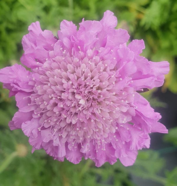 Scabiosa Kudo 'Pink' Scabiosa Kudo 'Pink'
