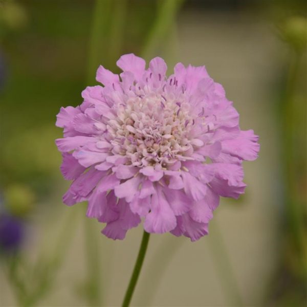 Scabiosa Kudo 'Pink'2 Scabiosa Kudo 'Pink'