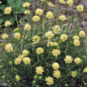 Scabiosa columbaria subsp. ochroleuca 'Moon Dance'