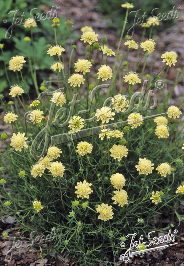 Scabiosa columbaria subsp. ochroleuca 'Moon Dance' Scabiosa columbaria subsp. ochroleuca 'Moon Dance'