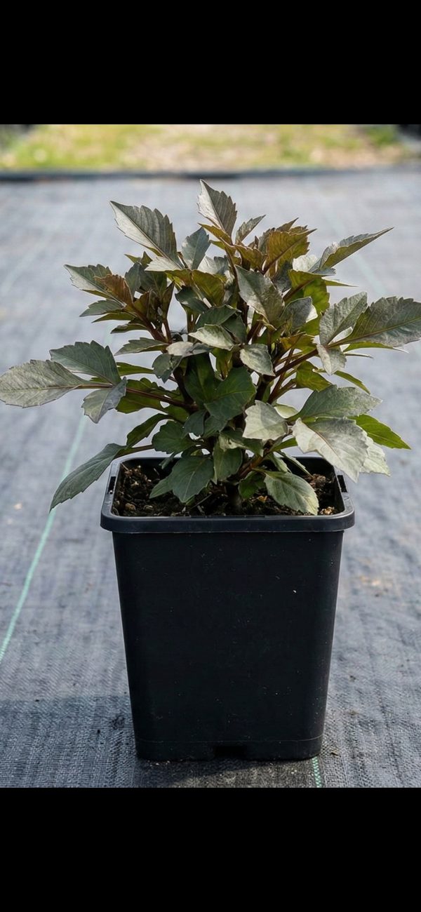 dahlia dreamy dance 3