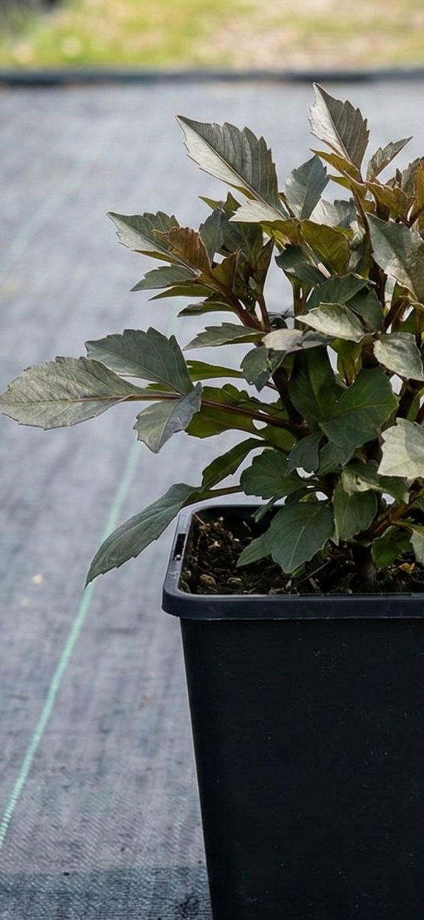 dahlia dreamy dance 4