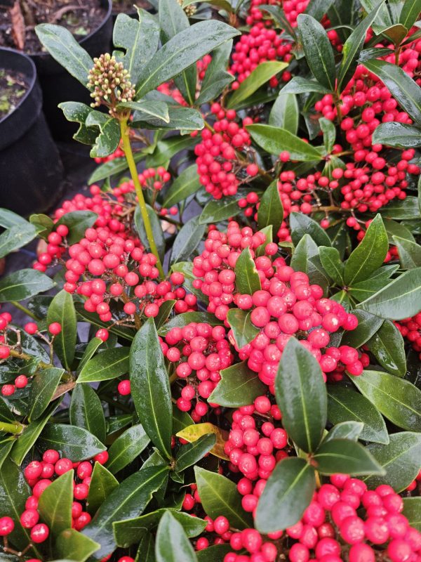 Skimmia japonica 'Pabella'