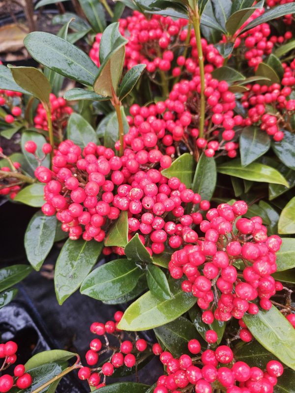 Skimmia japonica 'Pabella'
