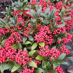 Skimmia japonica 'Pabella'