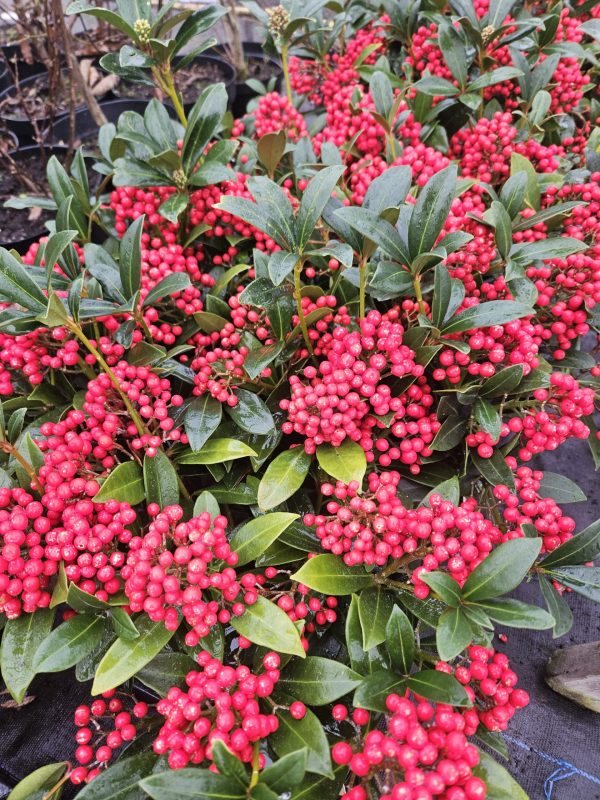 Skimmia japonica 'Pabella'