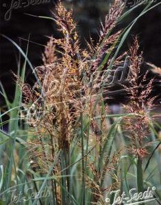 Sorghastrum nutans 'Indian Steel'