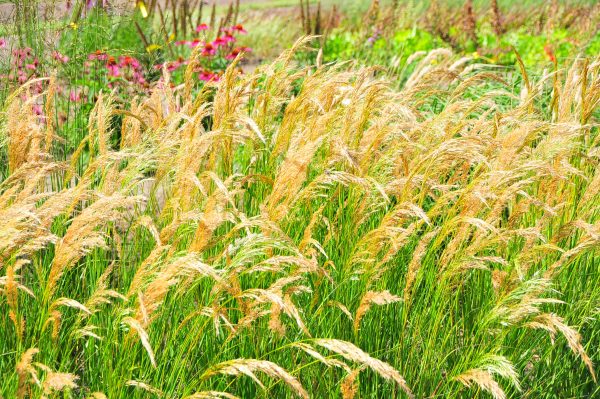Stipa calamagrostis 'Allgäu'2 Stipa calamagrostis 'Allgäu'