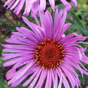 Symphyotrichum novae-angliae 'Barr's Pink'