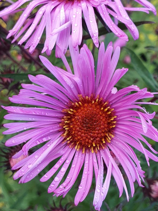 Symphyotrichum novae-angliae 'Barr's Pink'