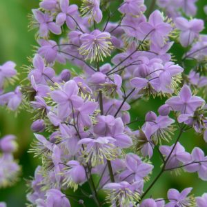 Thalictrum 'Ankum'