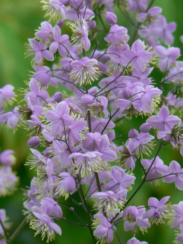 Thalictrum 'Ankum' Thalictrum 'Ankum'